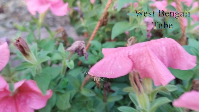 Vlog Ep 38 || Accurate Indian pink Petunia Flower Plants with Natural View || West Bengali Tube смотреть онлайн
