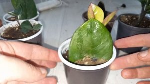 За сколько укореняется замиокулькас: черный, зензи, варигатный, классический