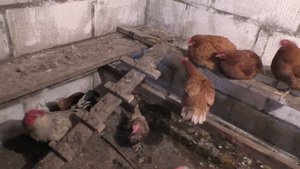 Прокуриваем курятник, чтобы курочки не болели.