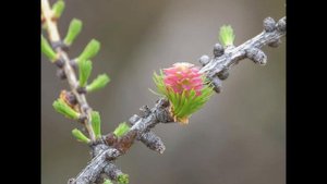 Природа крайнего севера