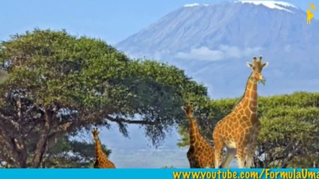 Зачем тигру полоски, а жирафу пятна. Развивающие мультфильмы. смотреть онлайн