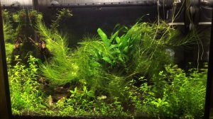 Борода уходи!