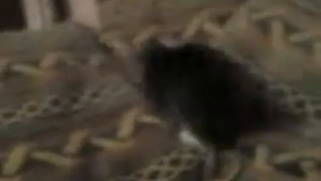 "Мышка - акробат!!!" смотреть онлайн