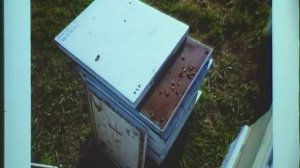 №18 промышленное пчеловодство -  Пром. пасека Австралии. Александр Потешный. Ч.1