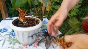 Антуриум-Андре