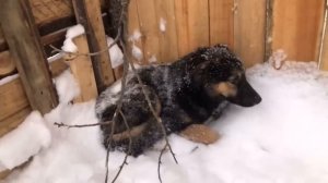 Усыпить агрессивную собаку? Дикий трехлапый пёс-инвалид. Иногда приходится принимать трудные решени