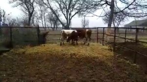 Выявление охоты у коров и телок рекомендации от доктора Чешева Максима