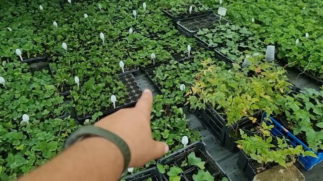 Основы выращивания кассетной рассады.