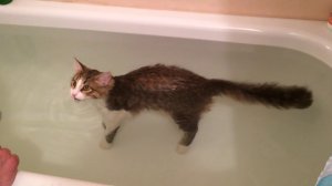 Кот Кузя любит купаться