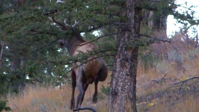 Охота на кабана и нетолько .-2019. №39 смотреть онлайн