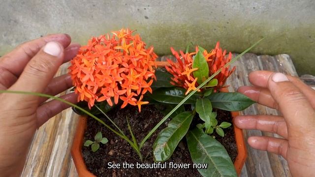 How to grow ixora coccinea flowers in Tomatoes at home for beginners | Ixora plant care смотреть онлайн