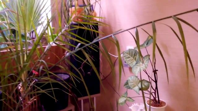 ПАЛЬМЫ ДОМА смотреть онлайн