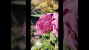 Топ 8 ! Мои любимые сиренивые розы!??? Парфюм  Фловер циркус,  Минерва,  Коко локо, и другие. ?
