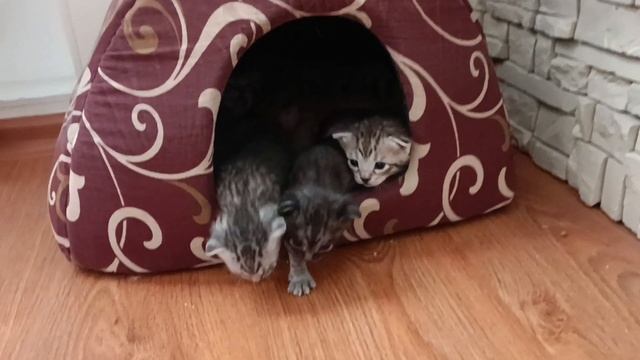 Котята продолжают готовить побег смотреть онлайн