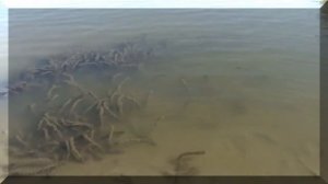 Река Хопёр|Khoper River|Устье Реки.