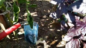 Система полива помидор с помощью пластиковой бутылки