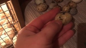 Что делать, перепела несут яйца с мягкой скорлупой? Soft shell