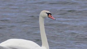 Лебедь-шипун