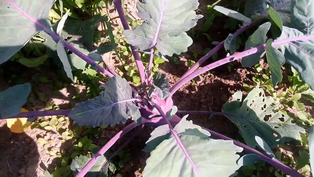 Фиолетовая капуста кольраби смотреть онлайн