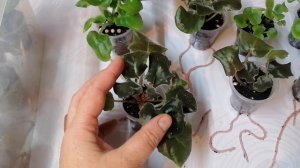 Детки фиалок. Как укоренились в тепличке за месяц.