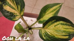 Пополнение моей коллекции хост распаковка посылки. Вторая часть