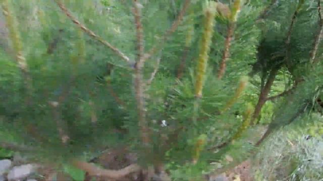 Горная сосна PINUS MUGO Нужна ли прищипка?