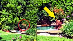 Когда люди решили принять джакузи из леса к ним вышел медведь!