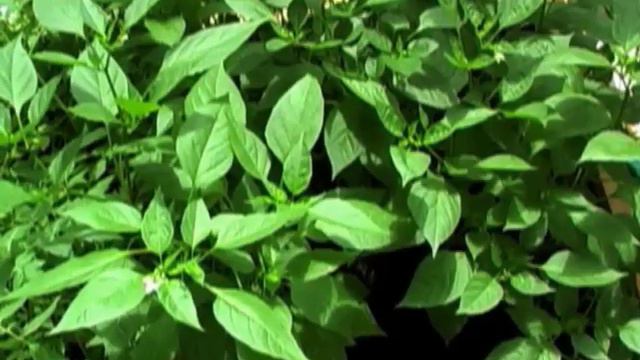 How to Convince Your Parents to Let You Become a Vegetarian or Vegan смотреть онлайн