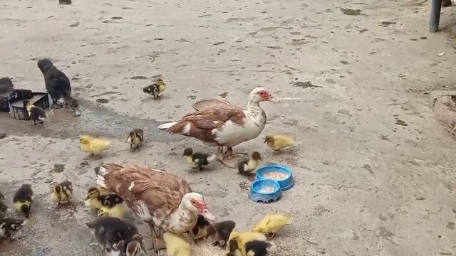 Спасла утёнка от гибели, вырвала из зубов индоутки!А второго не получилось...Грустный день/Индоутят смотреть онлайн
