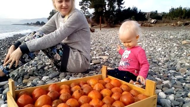 Последняя хурма в Абхазии ) смотреть онлайн