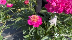 Feather top peony. Фезер Топ пион. Пулков сад