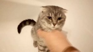 Инопланетный говорящий злой кот ( ,:.:, )