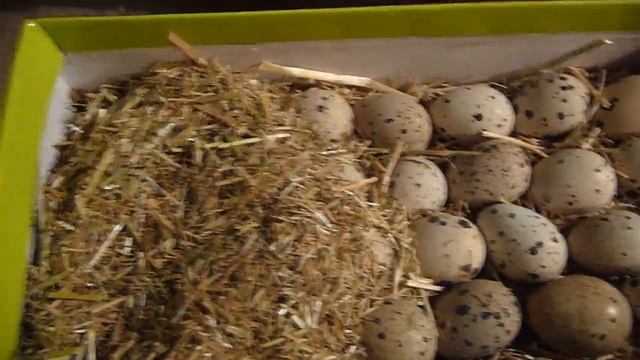Инкубационное яйцо перепелов почтой // Жизнь в деревне смотреть онлайн