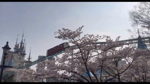 VLOG/День Корейского Студента/Моя Цветущая Сакура/Фестиваль Сакуры/Разговорный VLOG/Друг Со Школы