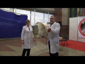 Искусственное осеменение в птицеводстве. Вахрамеев А.Б.