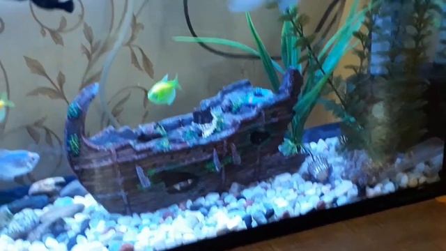 Золотая рыбка?gold fish смотреть онлайн