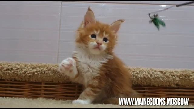 Кот Мейн-кун окраса Красный мрамор с белым (d 22 09), 1 месяц и неделя. смотреть онлайн