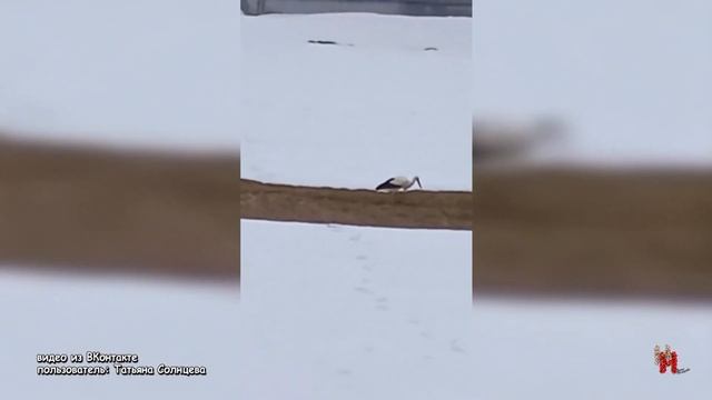 Белый аист летит. Большие птицы провели фотоссесию в городе. смотреть онлайн
