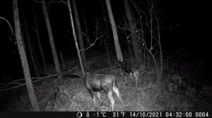 Лоси на Солонце, фотоловушка Hunting Trial Camera 4К