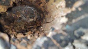 КАК ВЫРАСТИТЬ МНОГО БЕЛЫХ ГРИБОВ ДОМА? ЕСТЬ РЕЗУЛЬТАТ! ПРОВЕРКА СЛИВКИ ШОУ