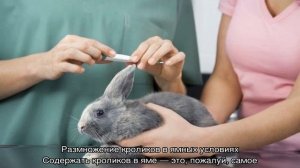 Разведение кроликов в домашних условиях для начинающих