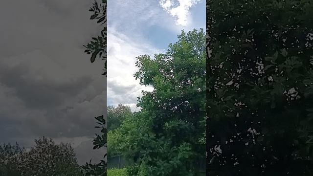 1000370601.mp4 Колокольный звон над Сергиевым Посадом