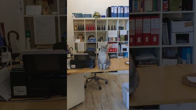 Bonjorno смотреть онлайн