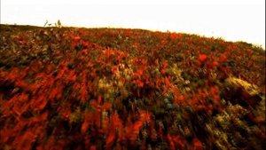 Игорь Двуреченский.  Блаженство.