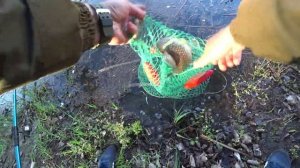 ЛОВЛЯ КАРАСЕЙ в лесном заливе Рыбалка весна 2023 #карась