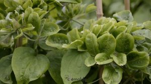 Clématite Green Passion® 'Zo11050' by clematite.net - Spécialiste des plantes de jardin