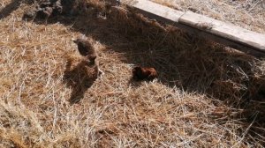 Совместное содержание разновозрастных телят.