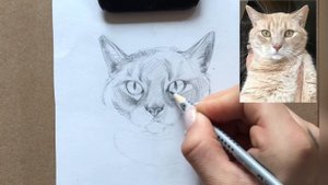 Как рисовать кота карандашом. Тени, Штриховка. Урок рисования.