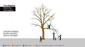 Как правильно устанавливать верёвки и оборудование для удаления веток и деревьев