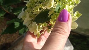 Гортензия метельчатая, серия Пан, Пандрия- Новиночка моего цветника.